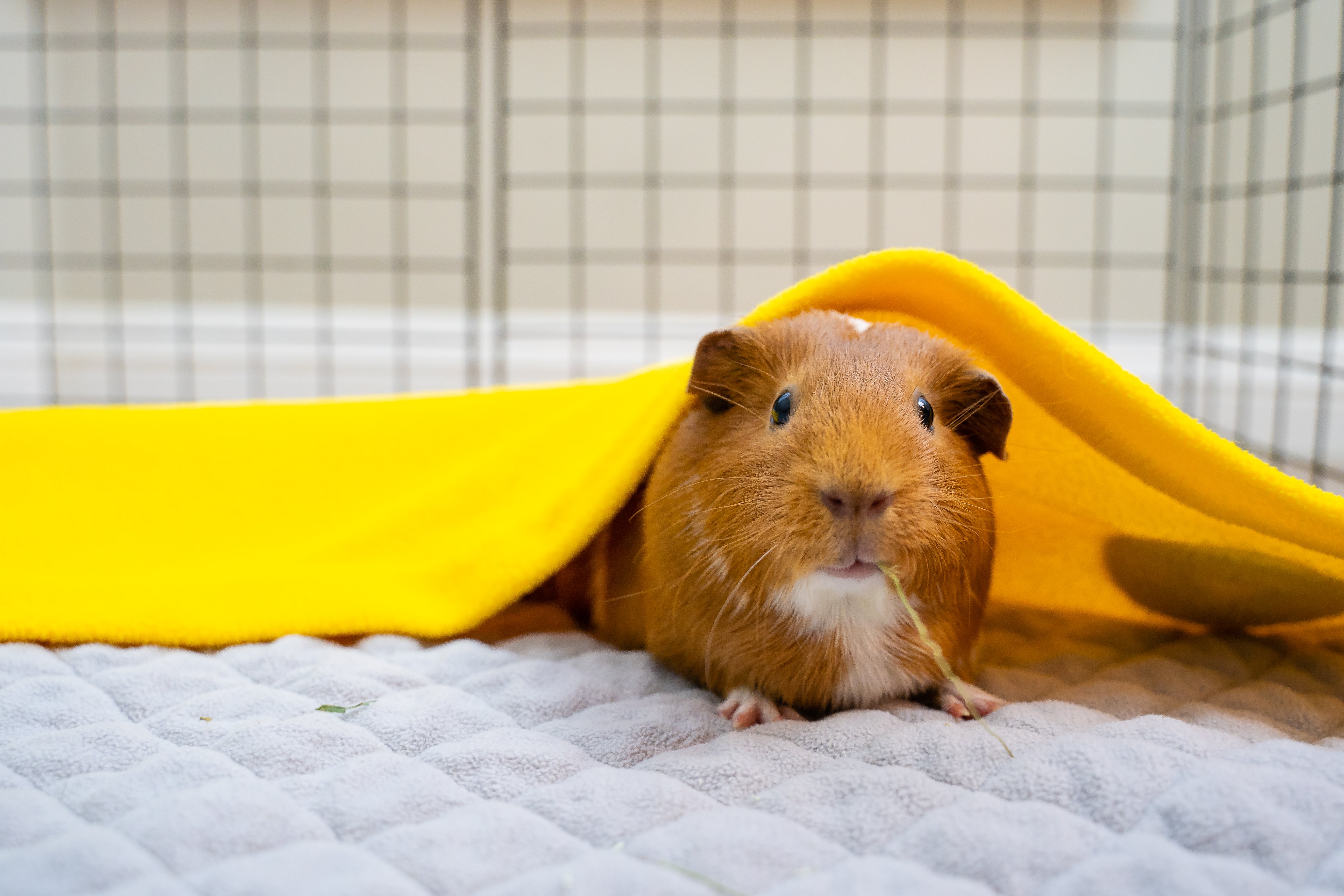 Fleece cage liner for clearance guinea pigs