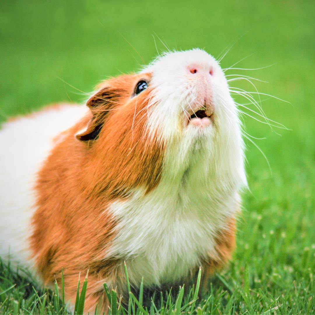 A Guinea Pig on Grass