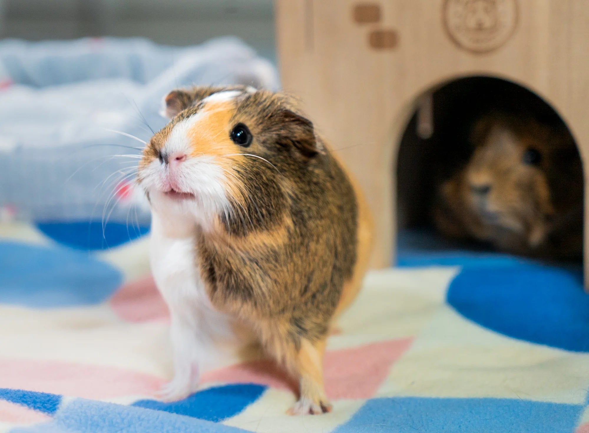 Guinea Pig Plush Slippers