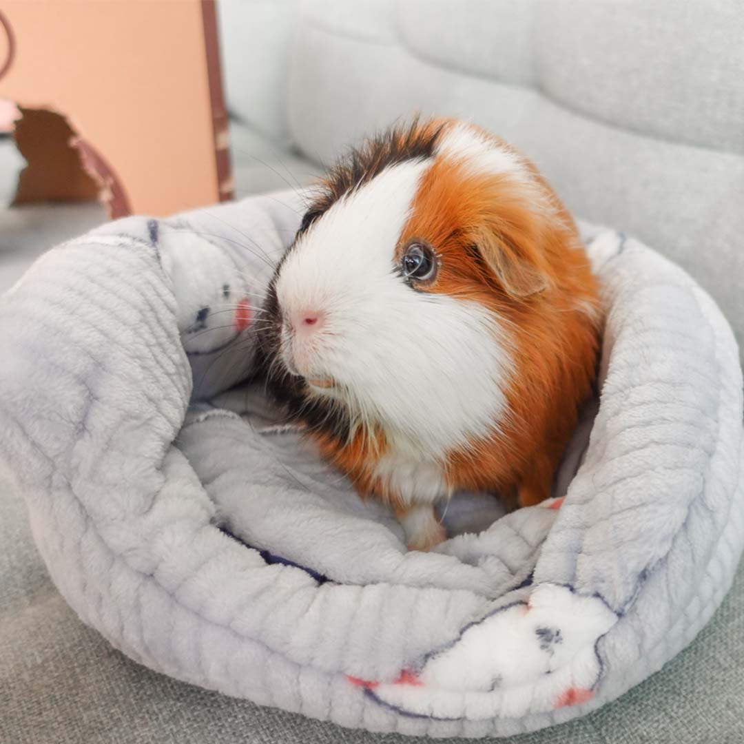 A Guinea Pig Comfortably Sitting on Offbeat Piggy Play Package Cushion