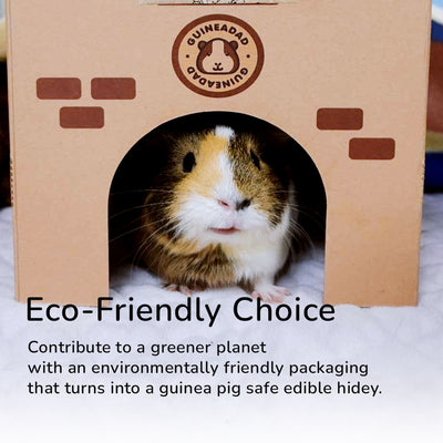 The pros and cons of keeping guinea pigs indoors or outdoors – GuineaDad