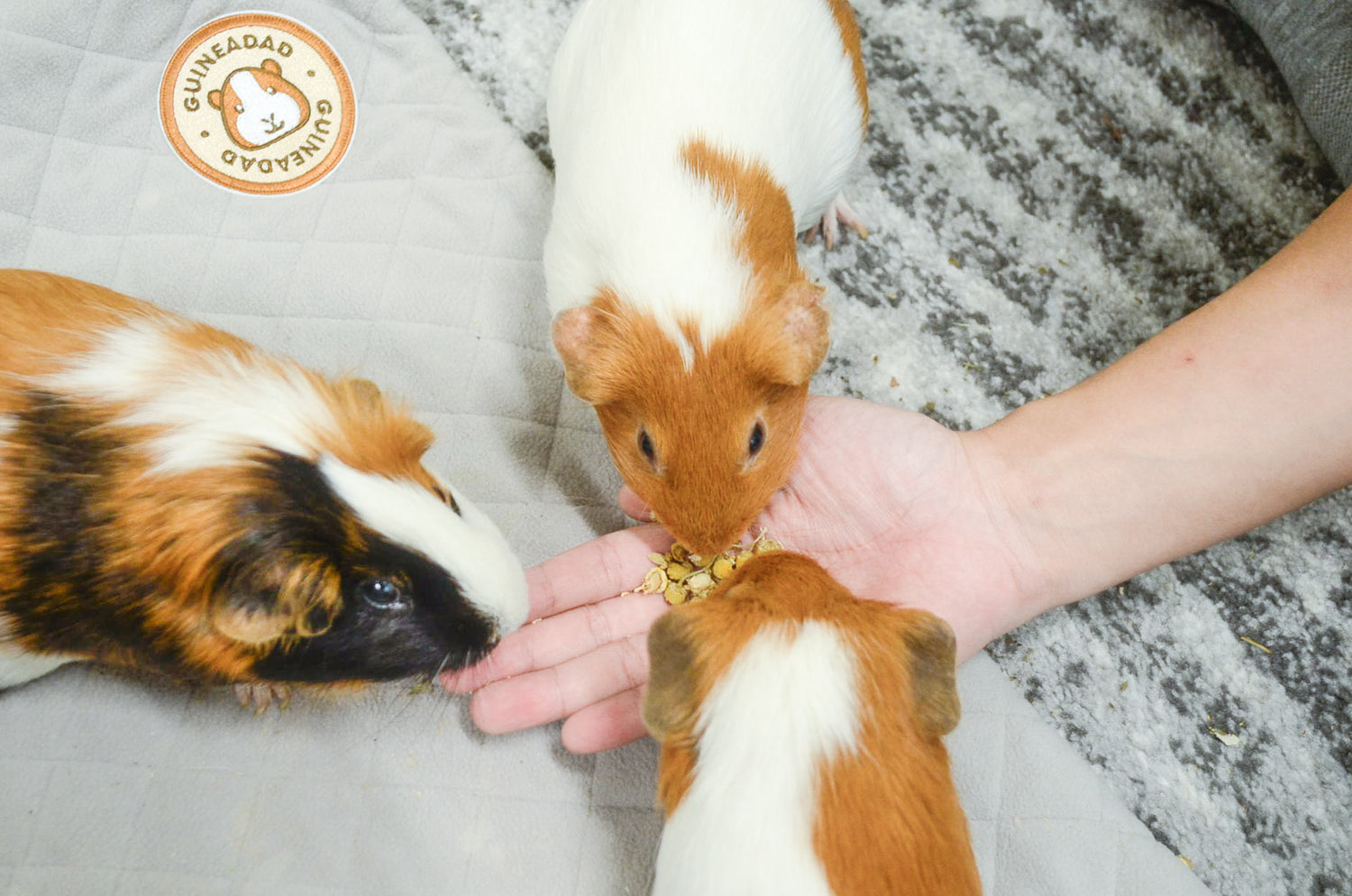 edible flowers for guinea pigs