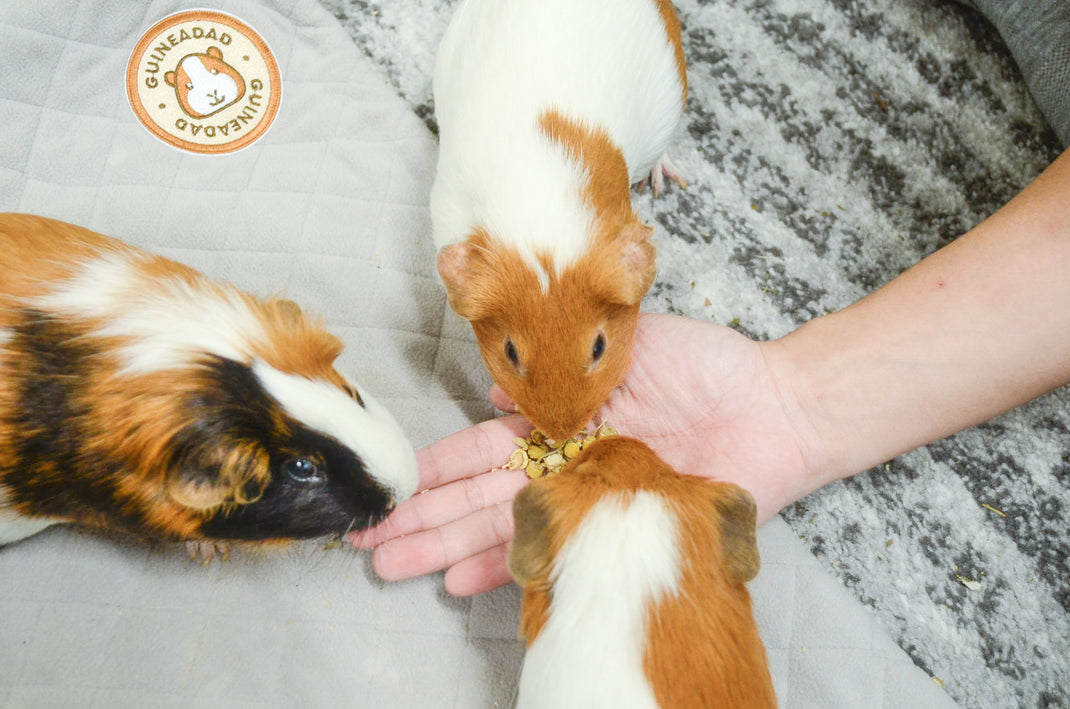 Chamomile Treat Cup GuineaDad