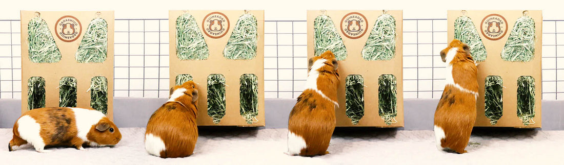 Timothy Hay for Guinea Pigs - The Best Hay for Guinea Pigs - GuineaDad