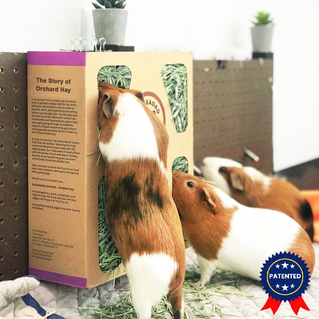 Guinea Pigs Eating GuineaDad Orchard Hay Box
