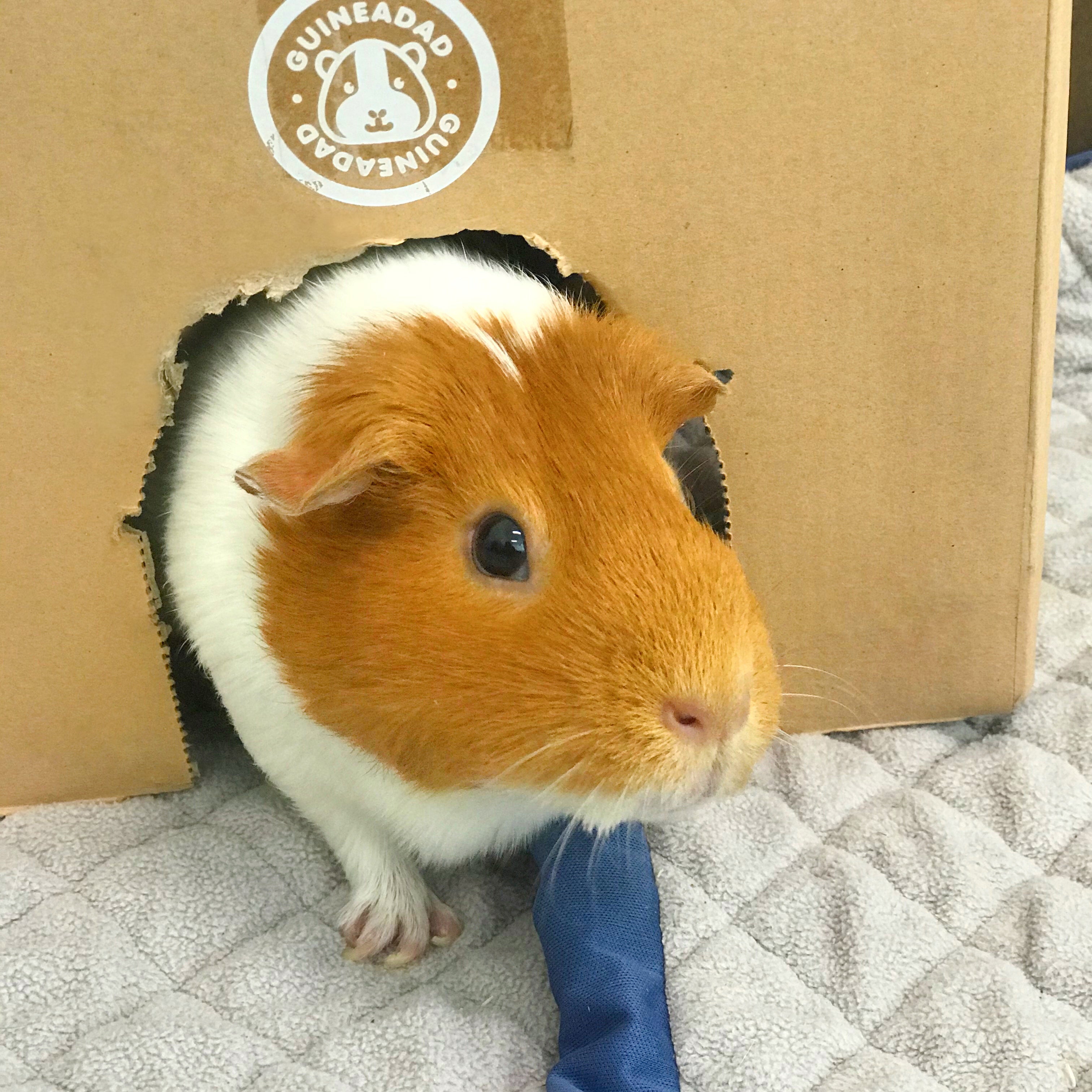 Critter corral guinea pig hot sale rescue