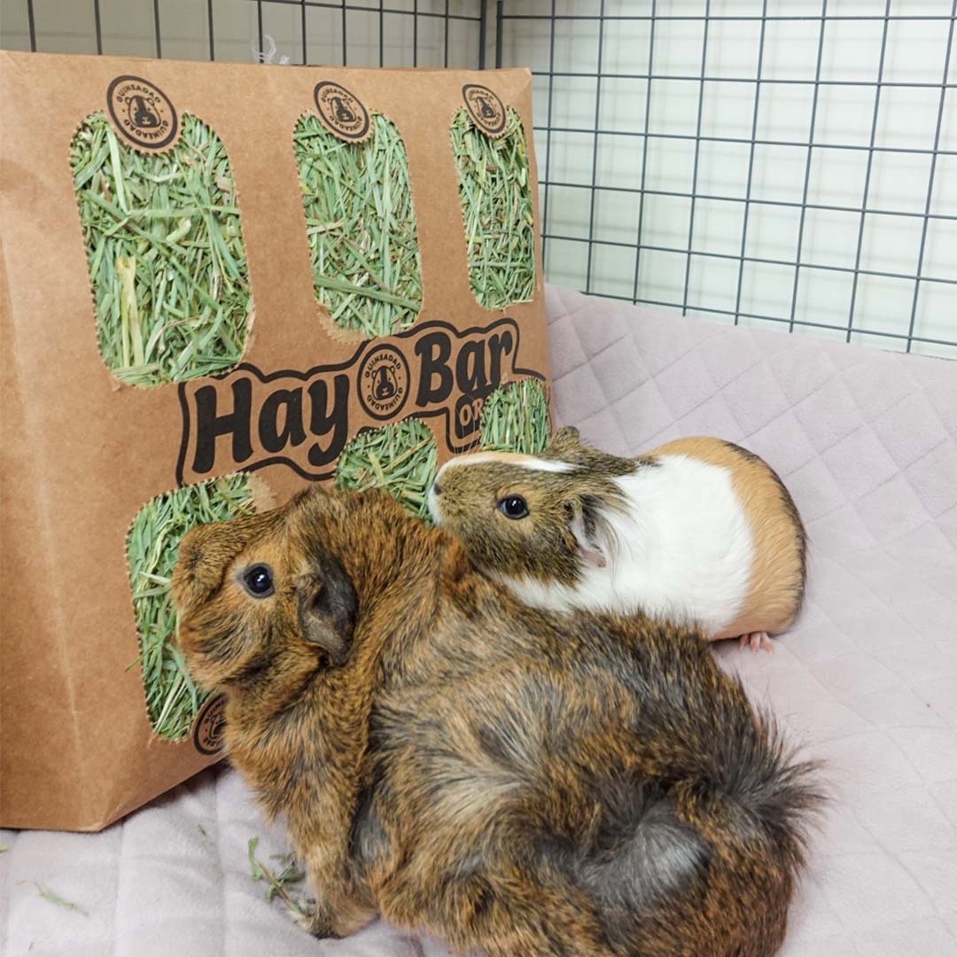 Guinea Pigs Eating GuineaDad Orchard Hay Bar