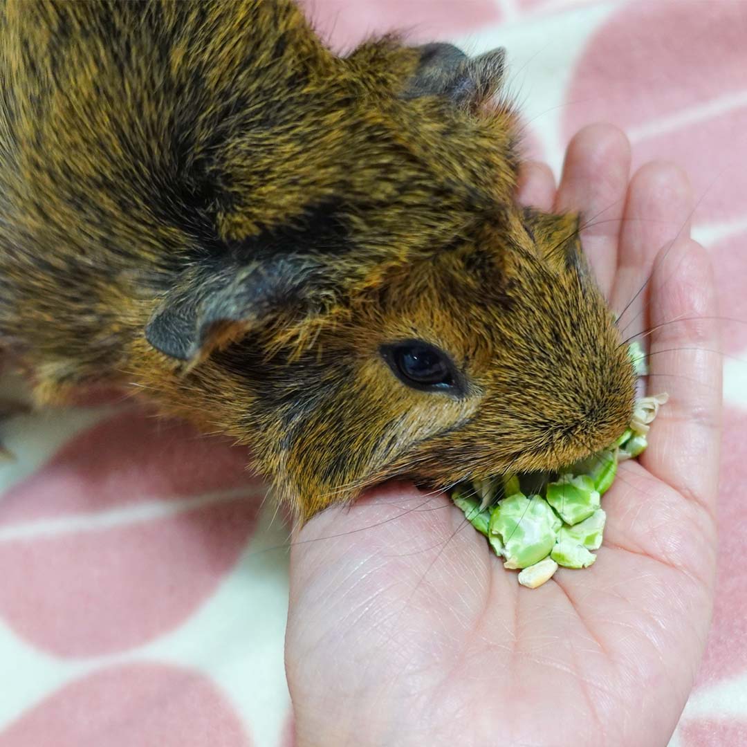 A guinea pig enjoying GuineaDad treat pea flake