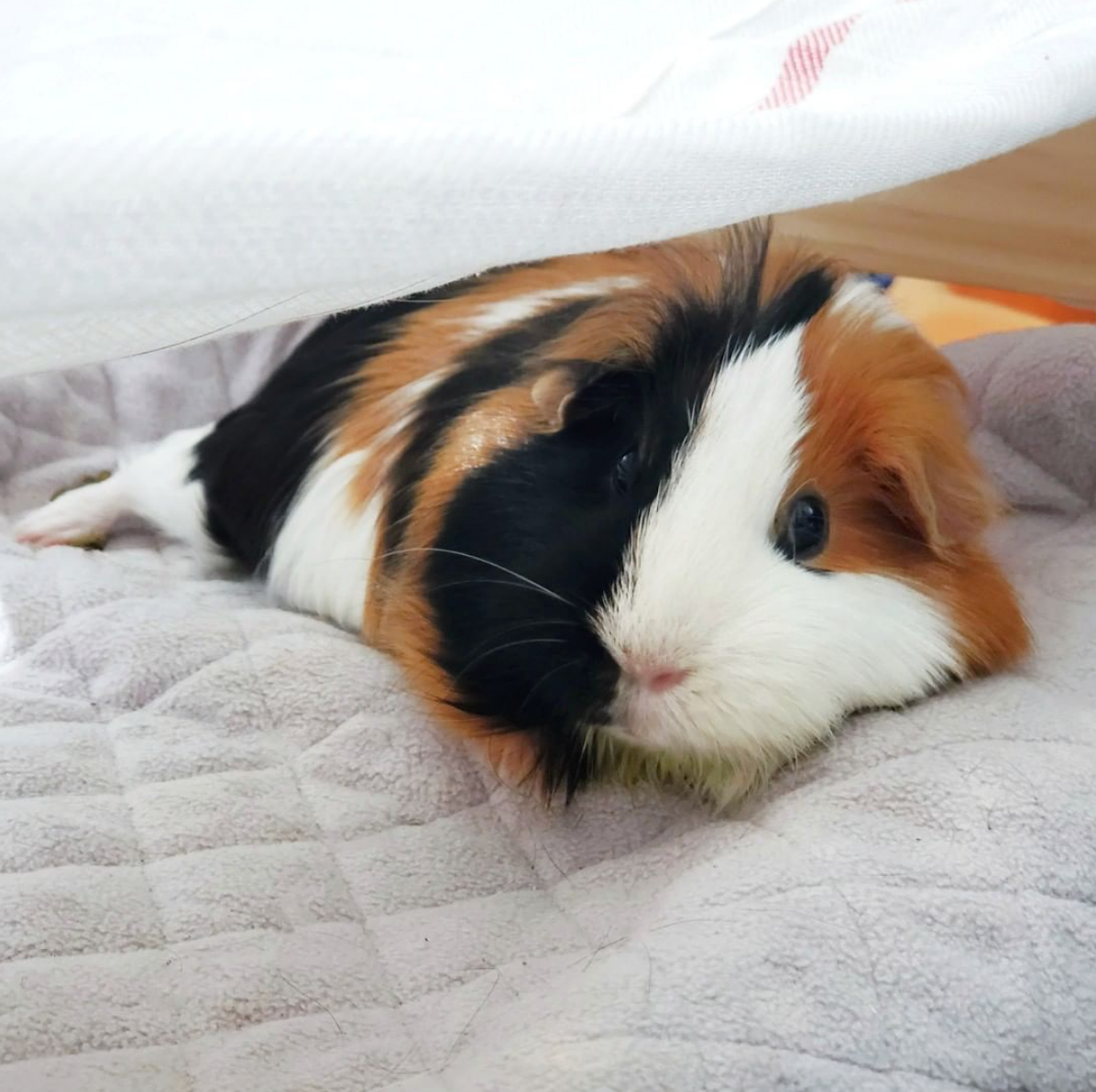 Fleece Liners for Guinea Pigs