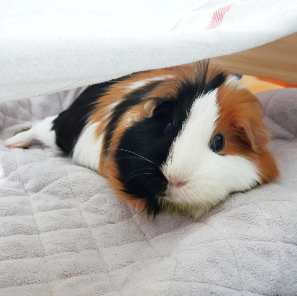 Guinea Pig Bedding Alternatives & Healthy Food for Guinea Pigs GuineaDad