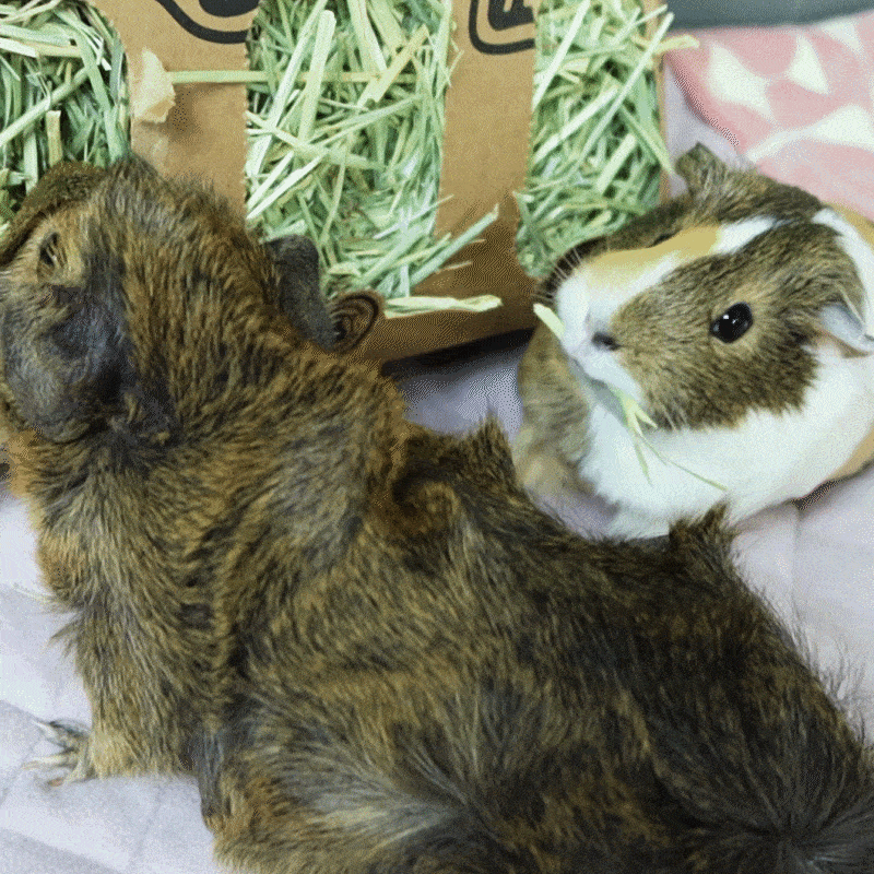 A Guinea Pig Eating the Best Hay, GuineaDad Timothy Hay Bar
