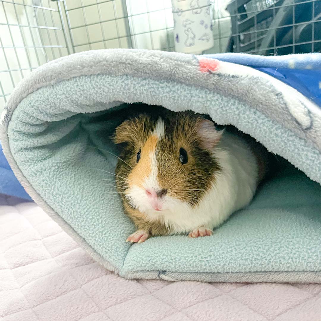 A Guinea Pig Taking Some Rest in A Guinea Pig Comfortably Sitting on Offbeat Piggy Play Package Tunnel