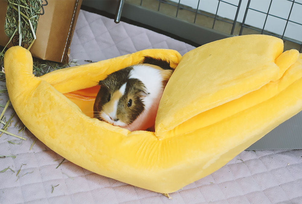 Guinea shop pig hidey