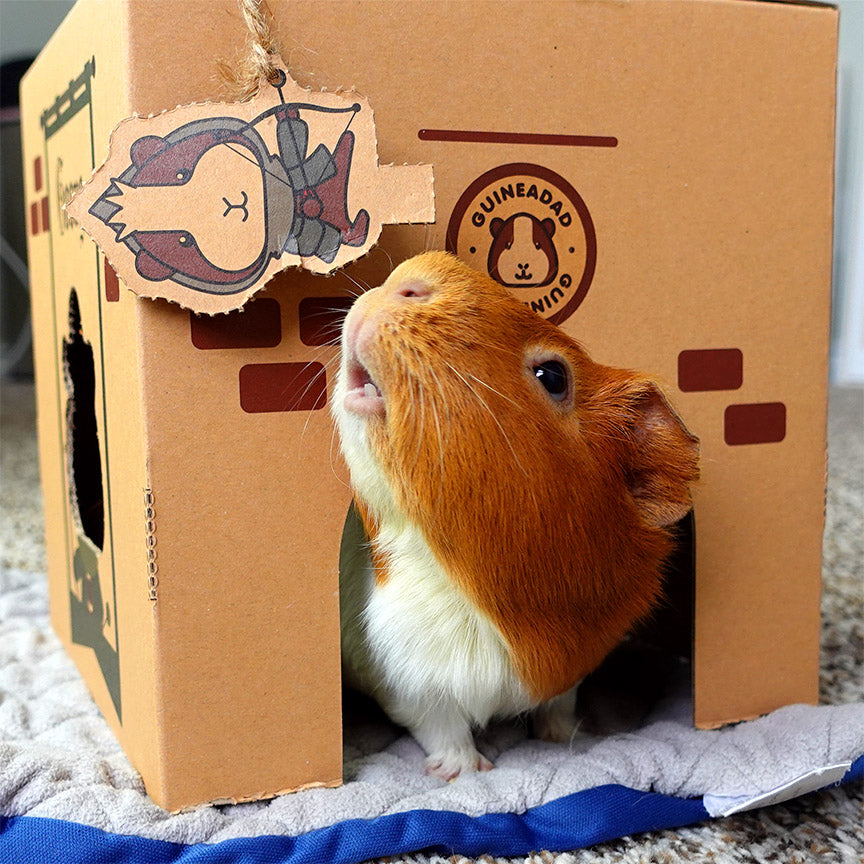 Picture of Guinea Pig Home - Guinea Pig Cardboard House - GuineaDad