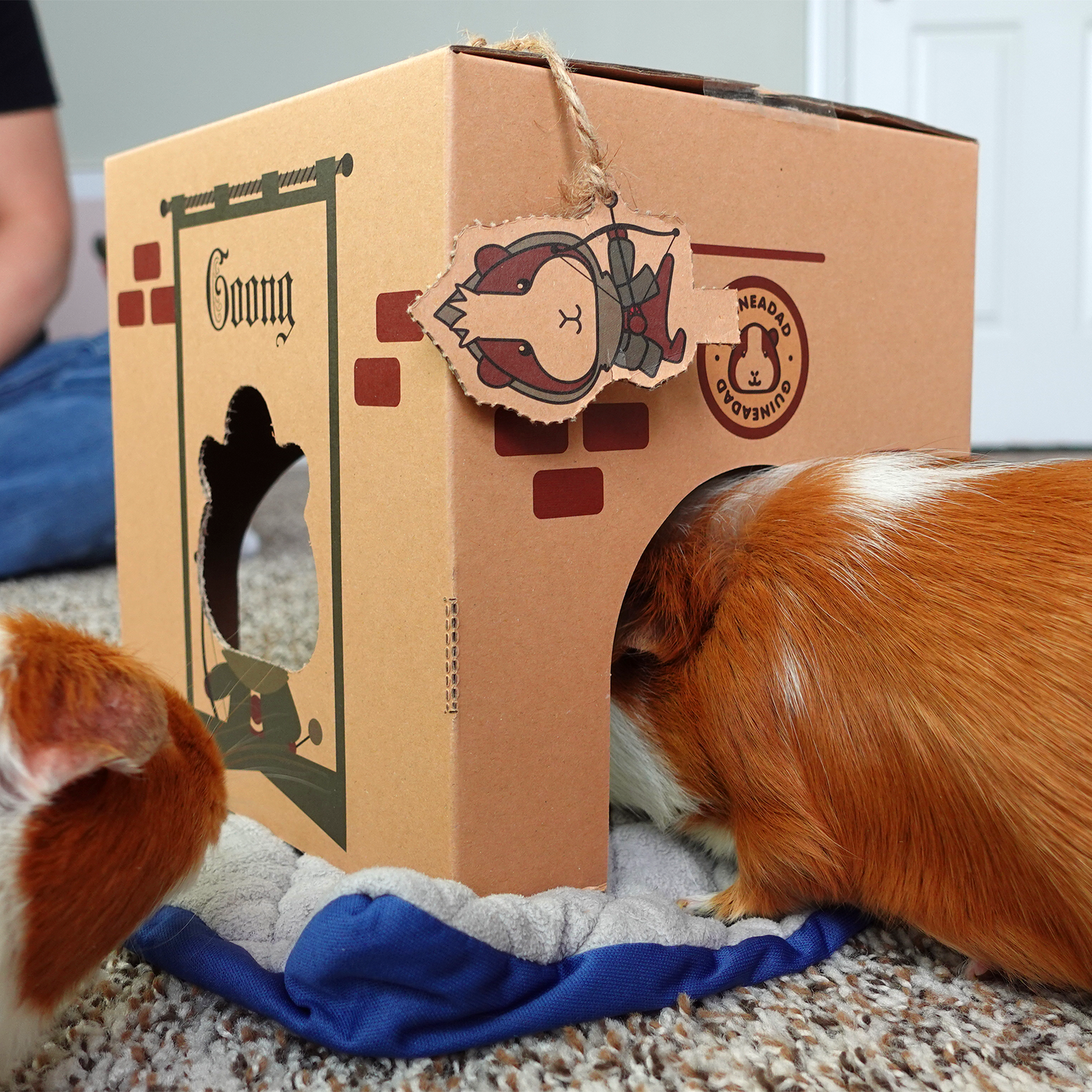 guinea pig hiding in GuineaDad Crunchy Condo cardboard hidey for guinea pigs