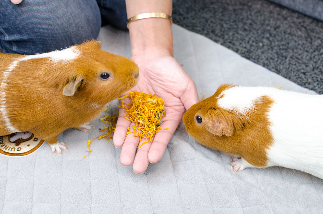 Marigold Treat Cup GuineaDad