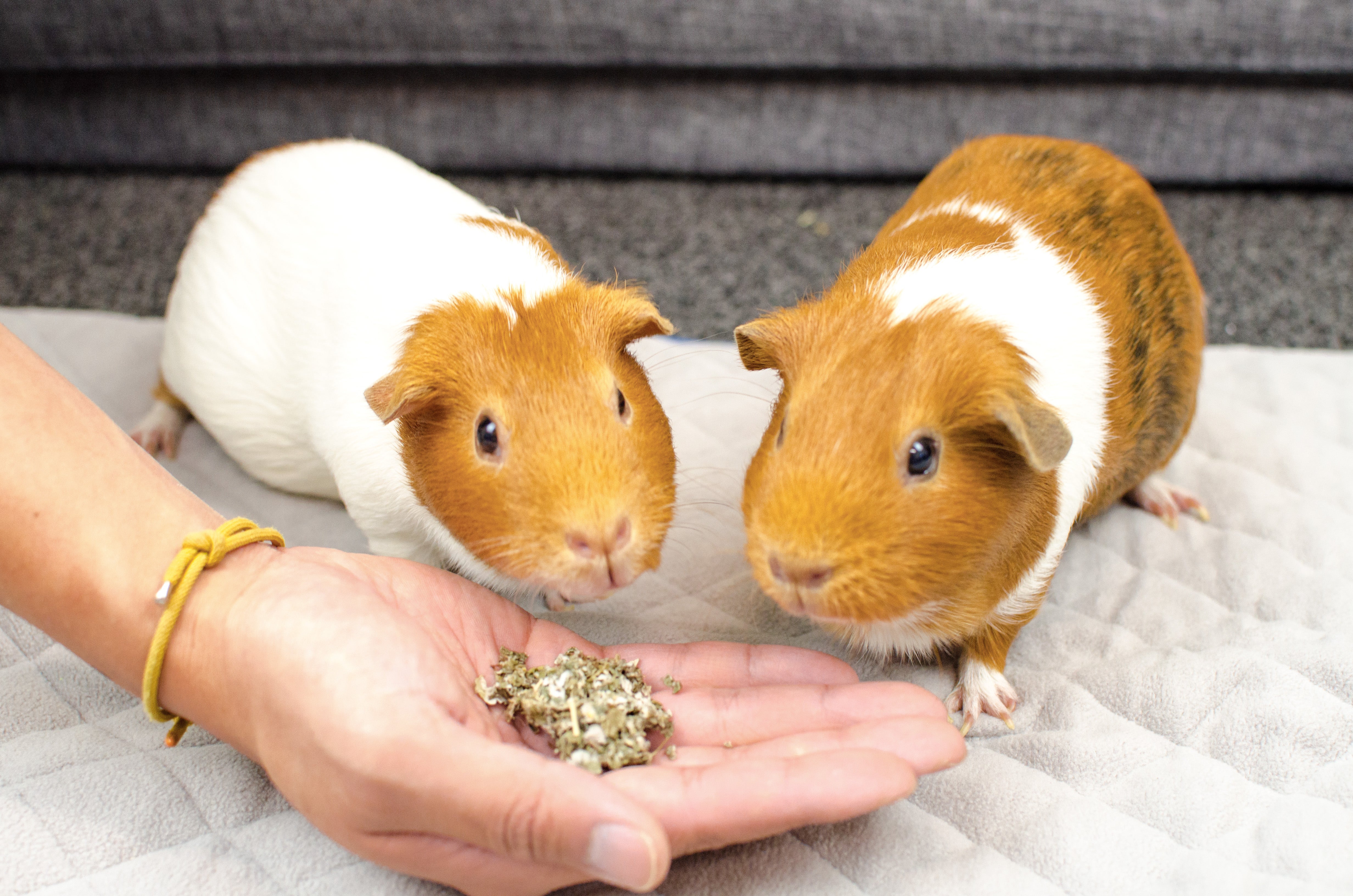 human food sellers guinea pigs can eat