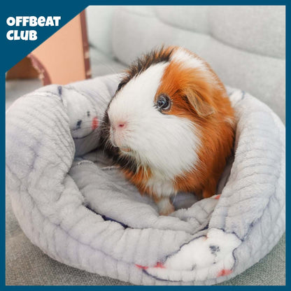 A Guinea Pig Being Comfortable on Offbeat Piggy Play Package Cushion