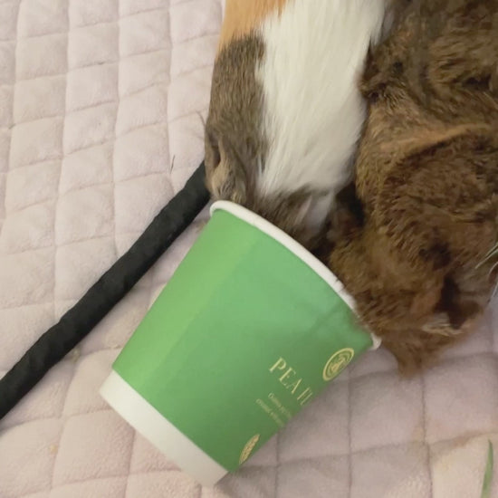 Two guinea pigs eating GuineaDad pea flake