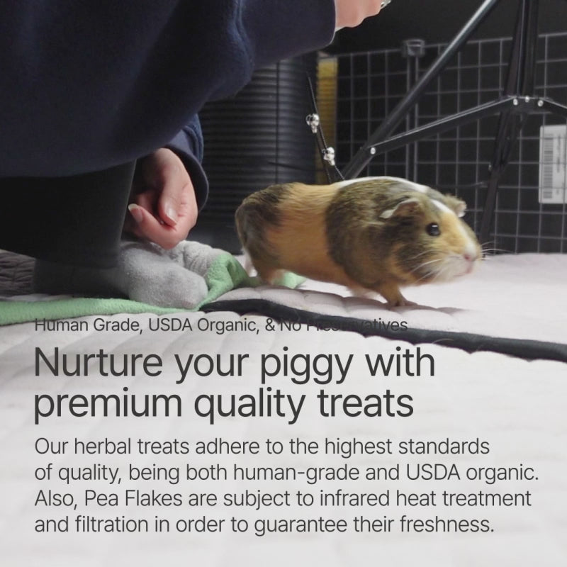 A healthy guinea pig walking on GuineaDad premium liner