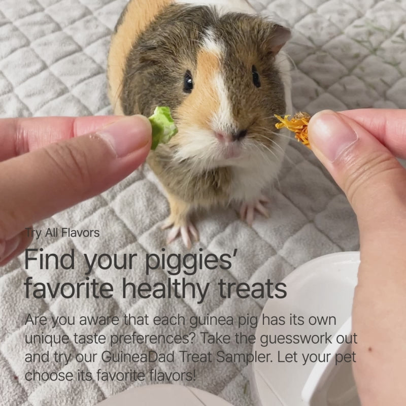 What are guinea 2025 pigs favorite treats