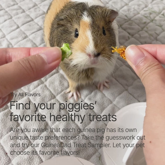 A guinea pig eating GuineaDad treats