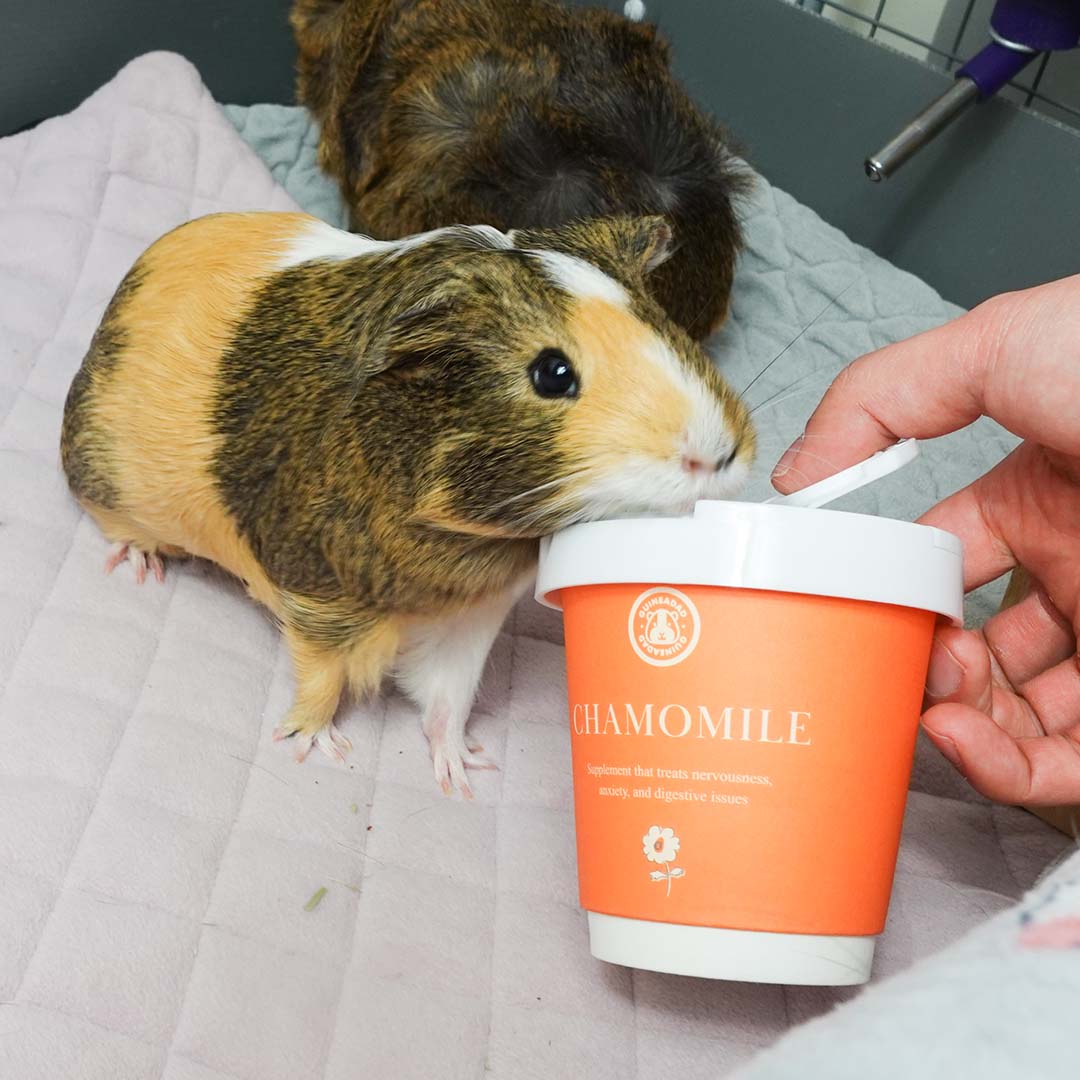 A guinea pig enjoying GuineaDad treat chamomile