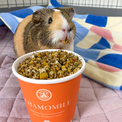 A guinea pig eating safe, healthy, and organic GuineaDad treat chamomile