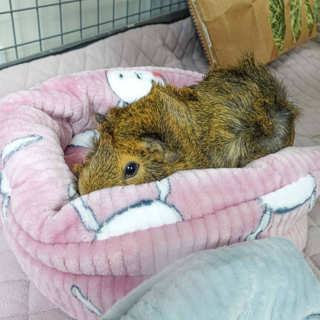 A Guinea Pig Laying Down on Offbeat Piggy Play Package Cushion