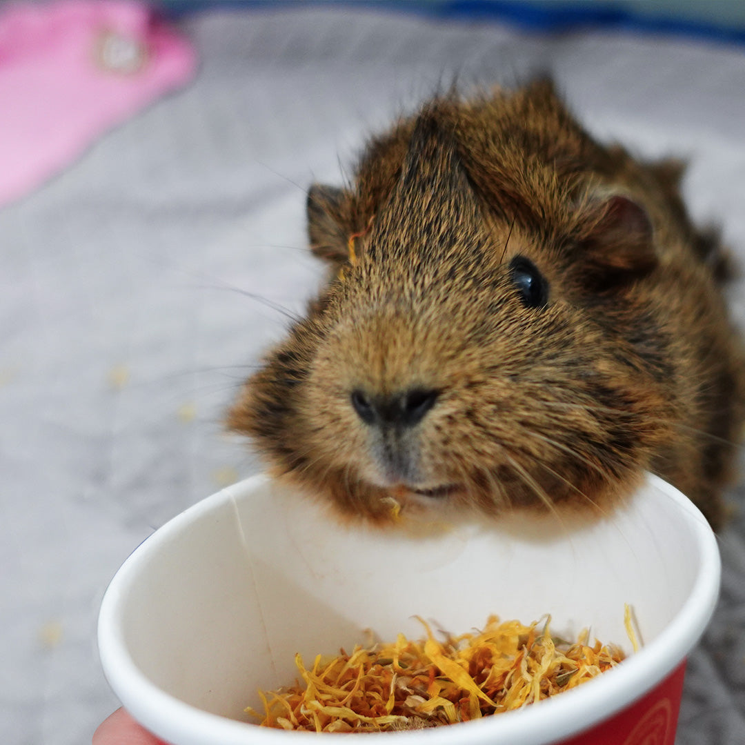 A guinea pig who is loving GuineaDad Treat marigold