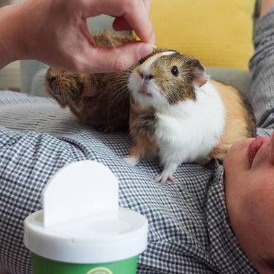 A man who is bonding with two guinea pigs by using GuineaDad Treats pea flake