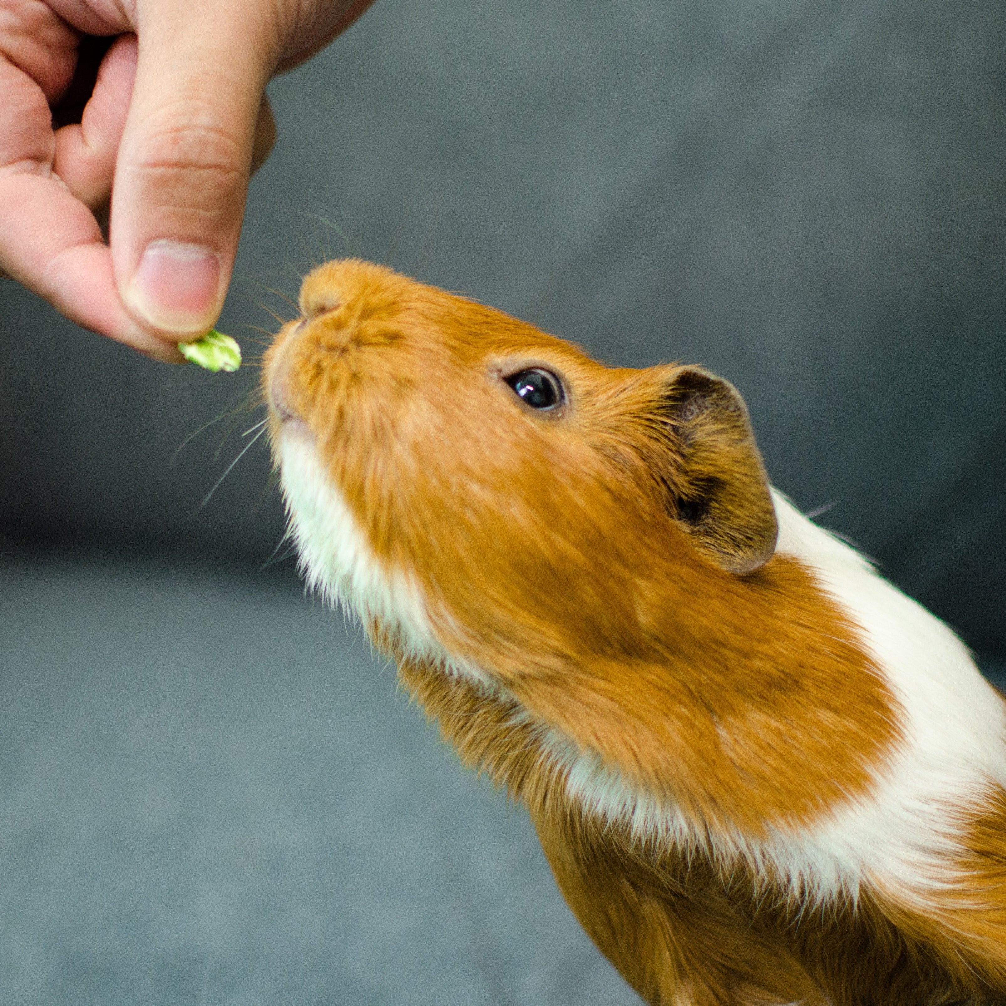 Can guinea pigs eat pea clearance flakes