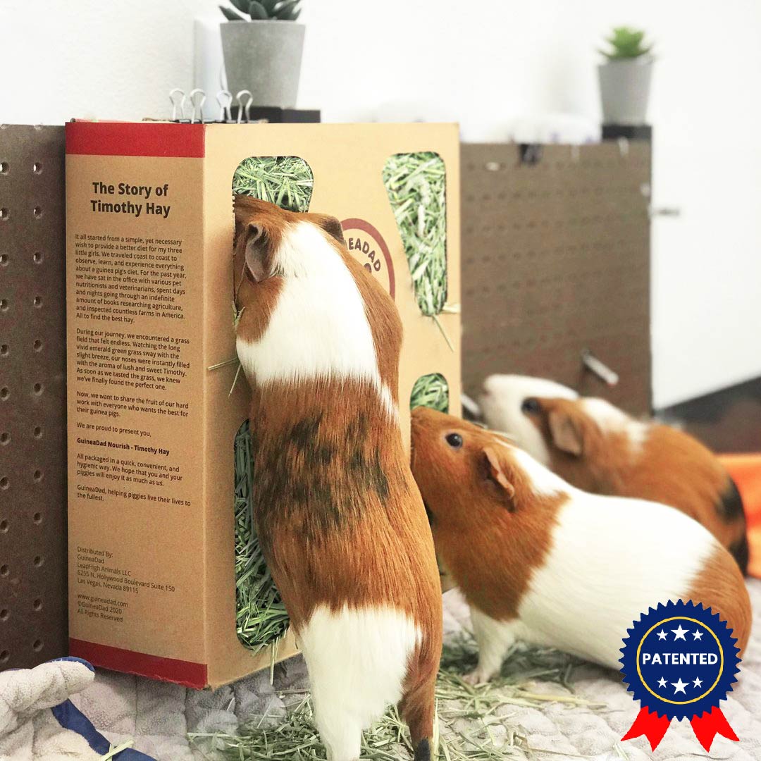 Guinea Pig Timothy Hay For Reducing Anxiety photo