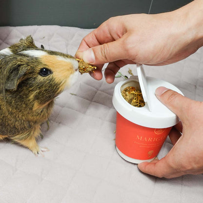 A guinea pig enjoying GuineaDad treat marigold