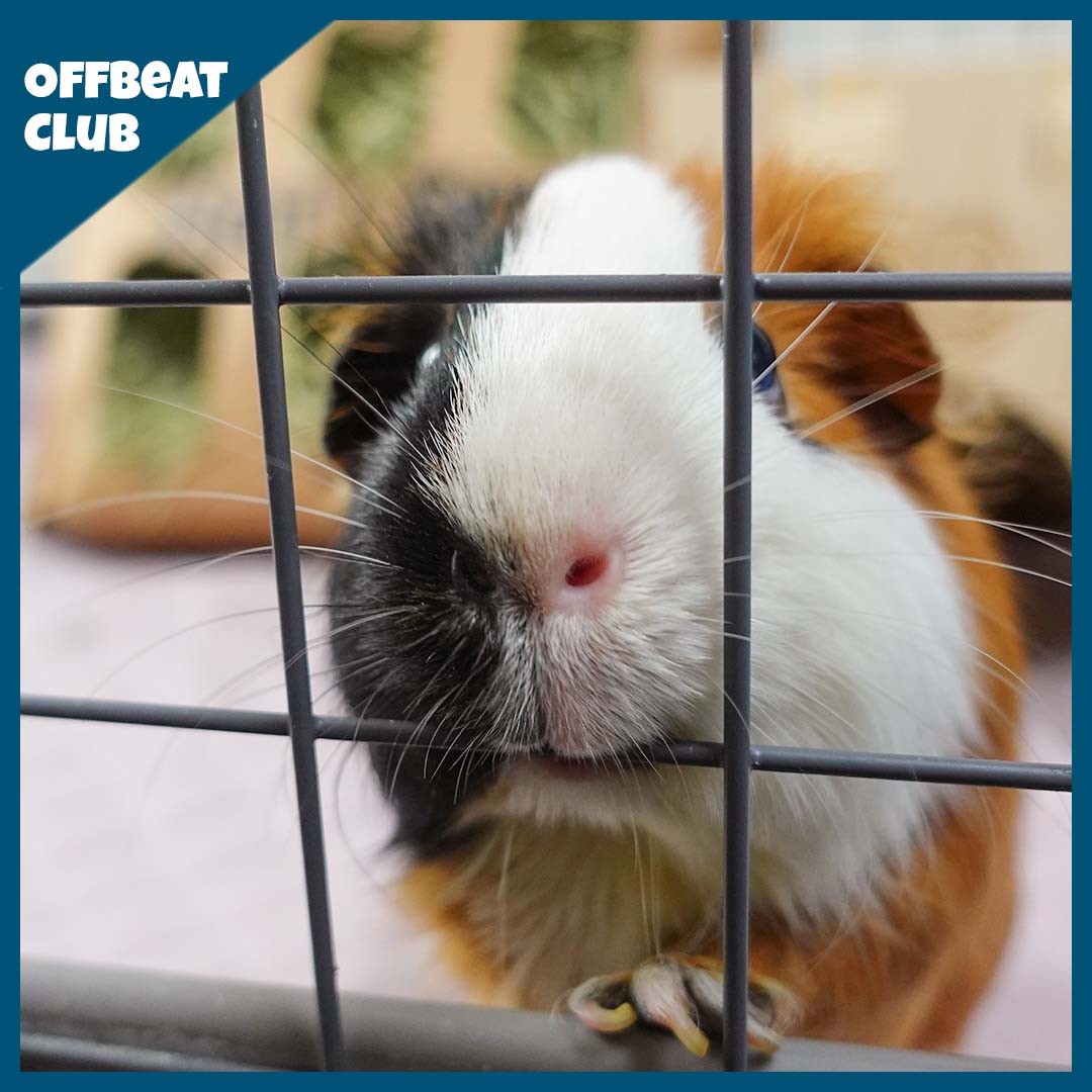 A guinea pig playing with Offbeat club C&C cage grid