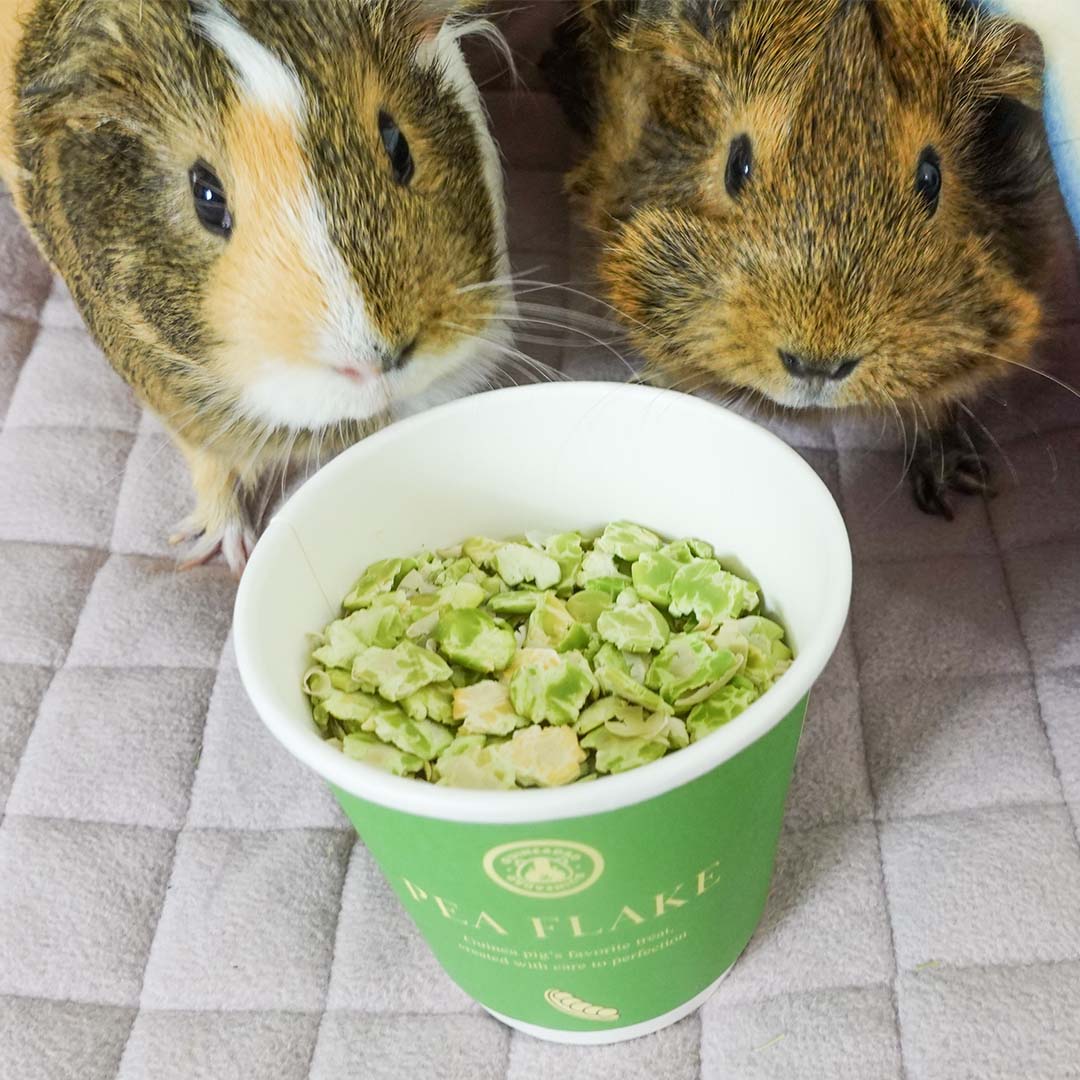 What are guinea pigs favorite cheap treats