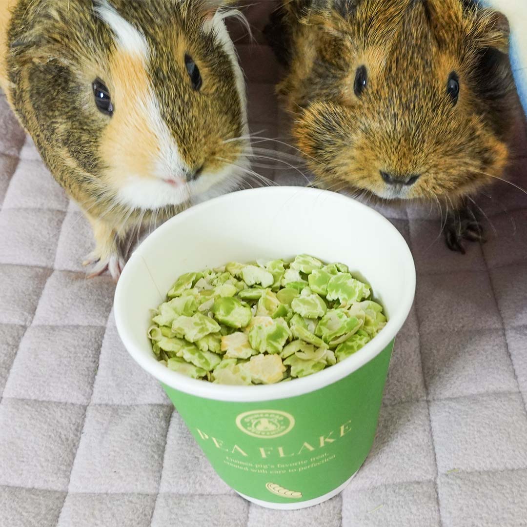 Two guinea pigs staring at GuineaDad treat pea flake