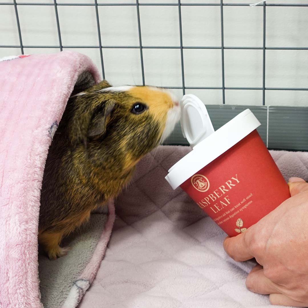 A guinea pig enjoying GuineaDad treat raspberry leaf