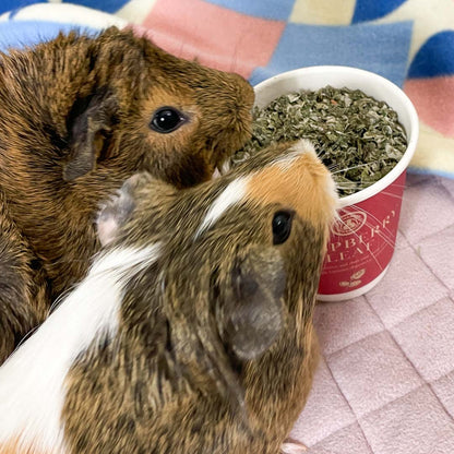 Two guinea pigs eating GuineaDad treat raspberry leaf