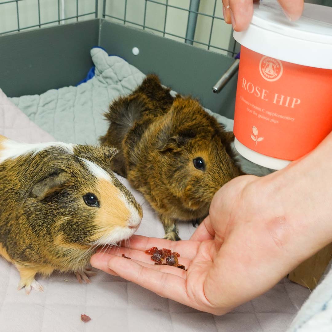 Two guinea pigs enjoying GuineaDad treat rose hip