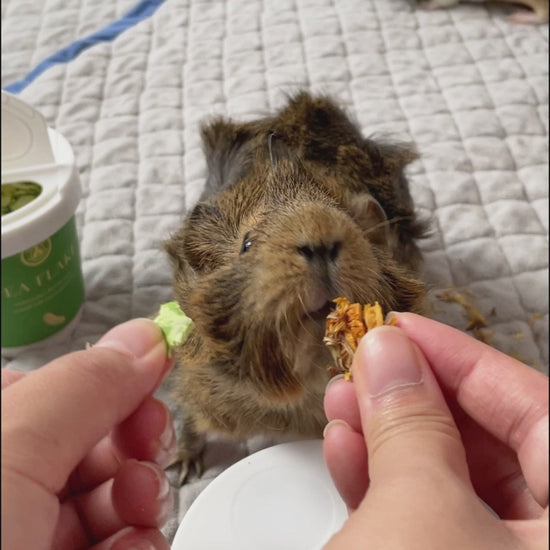 A guinea pig chooses pea flake over marigold