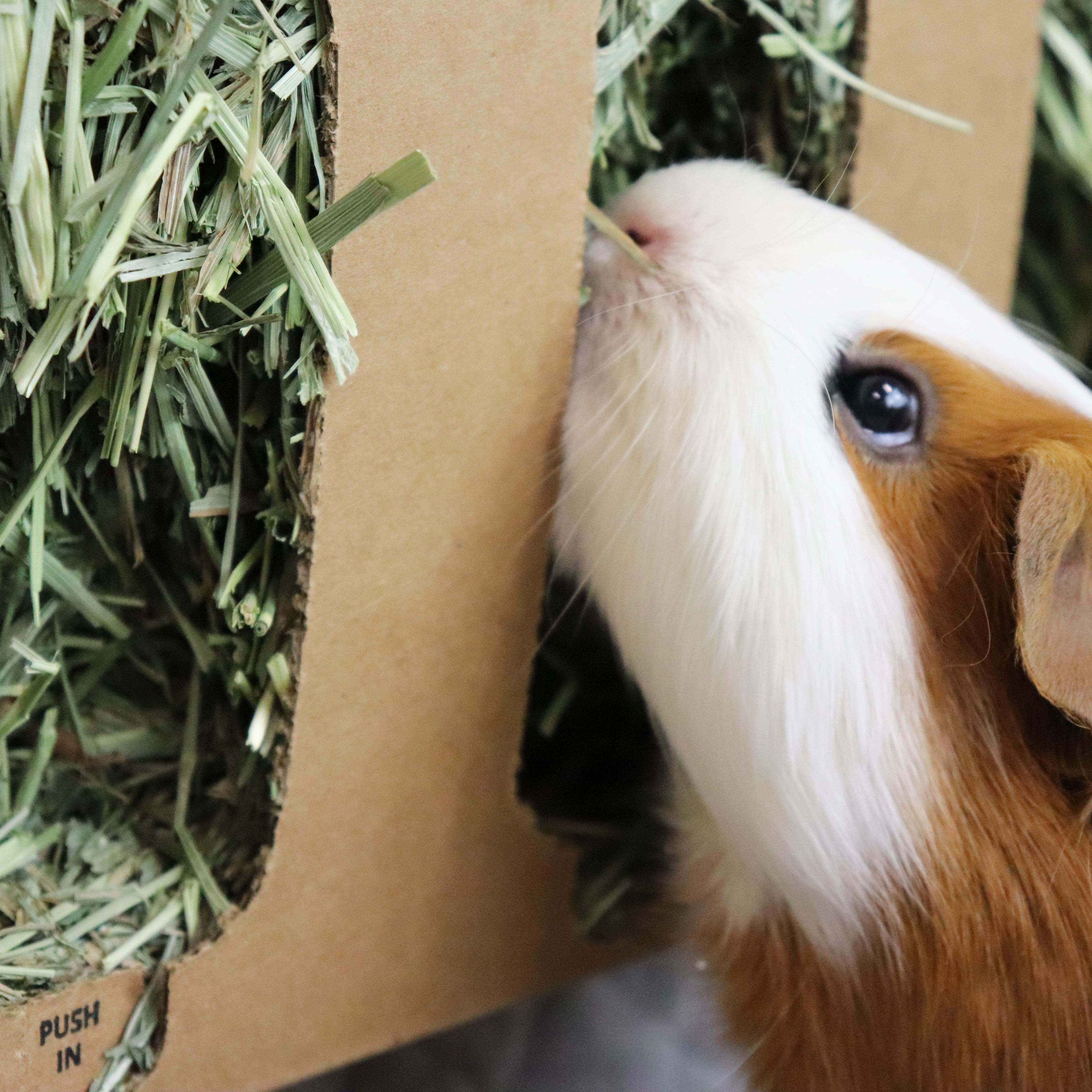 Guinea pig 2024 eating cardboard