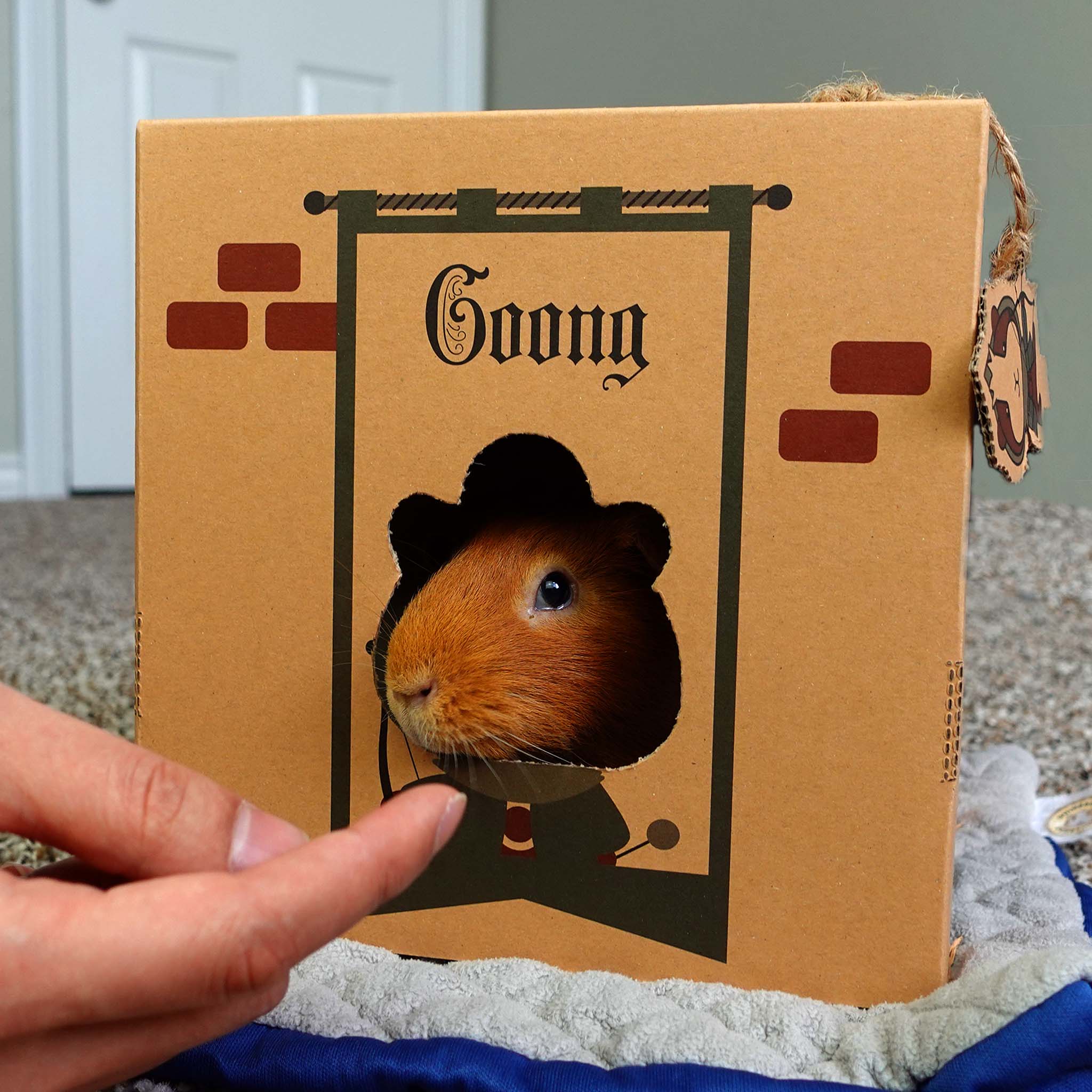 Guinea pig 2024 eating cardboard