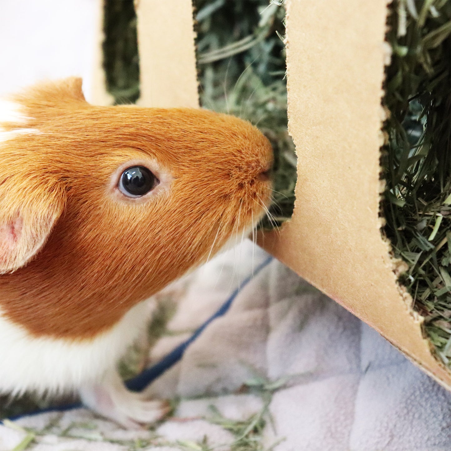 A Guinea Pig Eating the Best Hay, GuineaDad Orchard Hay Box